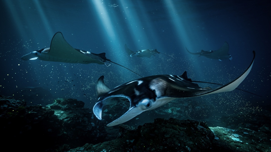 Manta rays swimming at night near the Kona coast